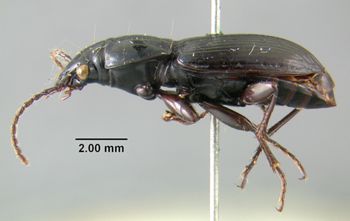 Media type: image;   Entomology 304829 Aspect: habitus lateral view